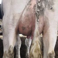 Orni – Bild 2